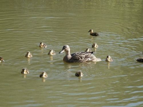 Spindlewood Country Holiday Park - Caravan Park Гастінгс Екстер'єр фото